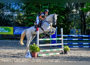 Westphalian, Mare, 9 years, 16.1 hh, Gray