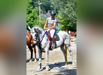 Westphalian, Mare, 9 years, 16.1 hh, Gray