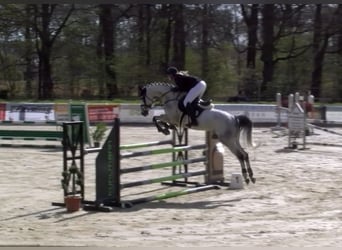 Westphalian, Mare, 9 years, 16.1 hh, Grey