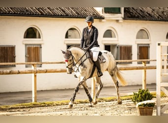 Westphalian, Mare, 9 years, 16.1 hh, Grey
