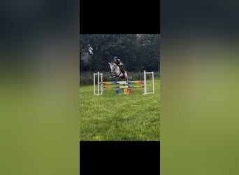 Westphalian, Mare, 9 years, 16.1 hh, Grey