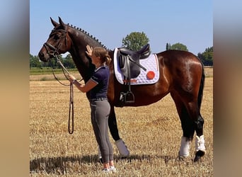 Westphalian, Mare, 9 years, 16.2 hh, Bay-Dark