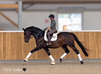 Westphalian, Mare, 9 years, 16.2 hh, Bay-Dark