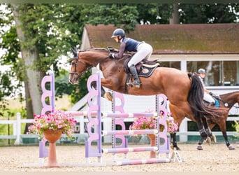 Westphalian, Mare, 9 years, 16.2 hh, Bay