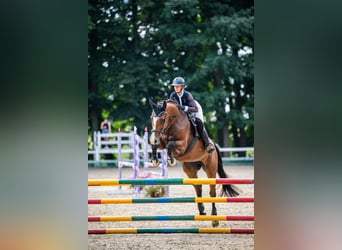 Westphalian, Mare, 9 years, 16.2 hh, Bay