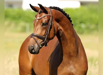 Westphalian, Mare, 9 years, 16,2 hh, Brown