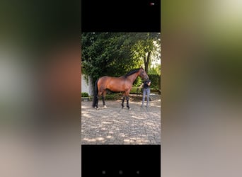 Westphalian, Mare, 9 years, 16.2 hh, Brown