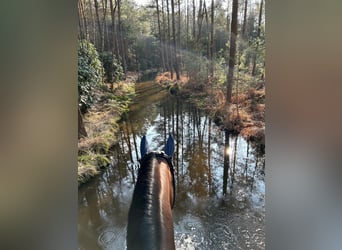 Westphalian, Mare, 9 years, 16.2 hh, Brown