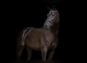 Westphalian, Mare, 9 years, 16,2 hh, Brown