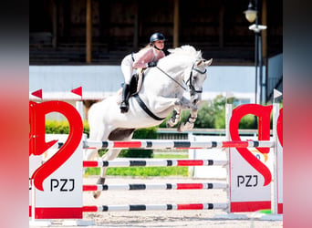 Westphalian, Mare, 9 years, 16,2 hh, Gray