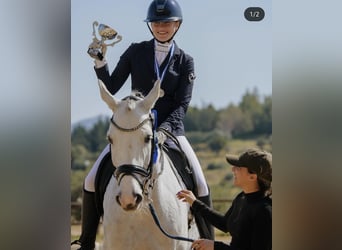 Westphalian, Mare, 9 years, 16.2 hh, Grey