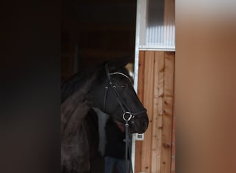 Westphalian Mix, Mare, 9 years, 16.2 hh, Smoky-Black