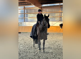 Westphalian, Mare, 9 years, 16,2 hh, Smoky-Black