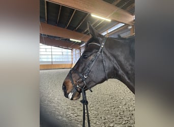 Westphalian, Mare, 9 years, 16,2 hh, Smoky-Black