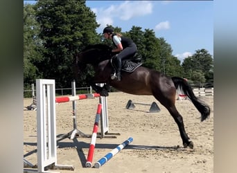 Westphalian, Mare, 9 years, 16,2 hh, Smoky-Black