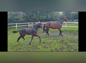 Westphalian, Mare, 9 years, 16,3 hh, Brown