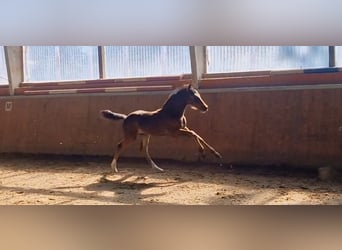 Westphalian, Mare, 9 years, 16,3 hh, Brown