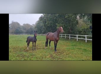 Westphalian, Mare, 9 years, 16,3 hh, Brown