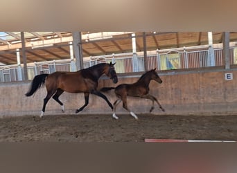 Westphalian, Mare, 9 years, 16,3 hh, Brown