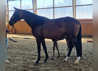 Westphalian, Mare, 9 years, 16,3 hh, Brown