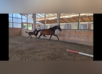 Westphalian, Mare, 9 years, 16,3 hh, Brown