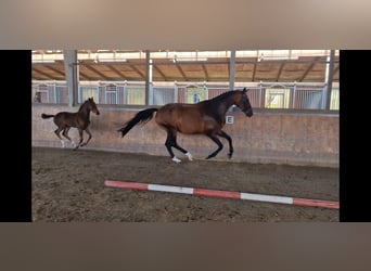 Westphalian, Mare, 9 years, 16,3 hh, Brown