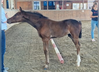 Westphalian, Mare, 9 years, 16,3 hh, Brown