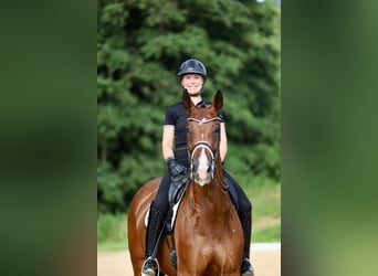 Westfale, Stute, 9 Jahre, 16,3 hh, Brauner