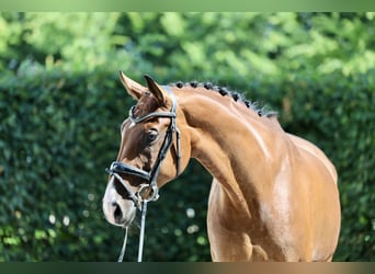 Westfale, Stute, 9 Jahre, 16,3 hh, Brauner