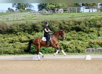 Westfale, Stute, 9 Jahre, 16,3 hh, Brauner