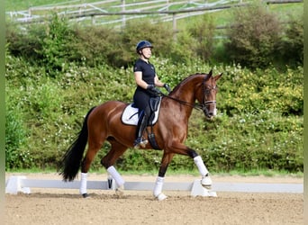 Westfale, Stute, 9 Jahre, 16,3 hh, Brauner