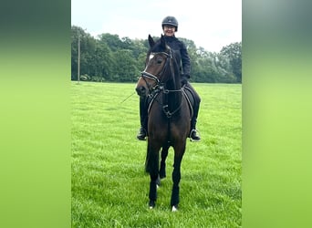 Westphalian, Mare, 9 years, 16,3 hh, Brown