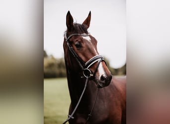 Westphalian, Mare, 9 years, 16,3 hh, Brown