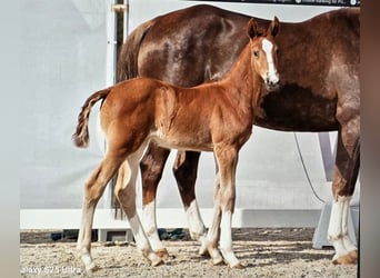 Westphalian, Mare, 9 years, 16.3 hh, Chestnut