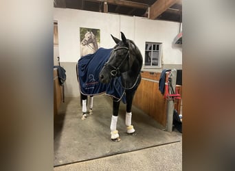 Westphalian, Mare, 9 years, 16.3 hh, Smoky-Black