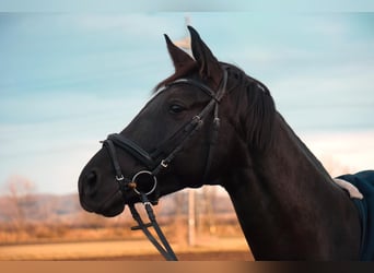 Westphalian, Mare, 9 years, 16.3 hh, Smoky-Black