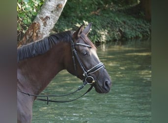 Westphalian, Mare, 9 years, 16.3 hh, Smoky-Black