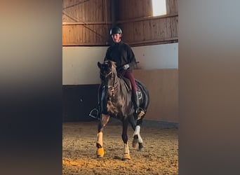 Westphalian, Mare, 9 years, 16 hh, Black