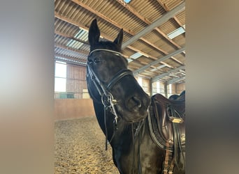 Westphalian, Mare, 9 years, 16 hh, Black