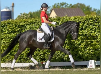 Westphalian, Mare, 9 years, 16 hh, Black