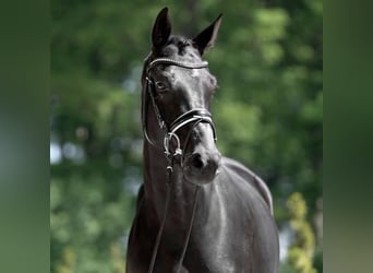 Westphalian, Mare, 9 years, 16 hh, Black