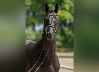 Westphalian, Mare, 9 years, 16 hh, Black