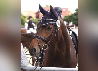 Westphalian, Mare, 9 years, 16 hh, Brown