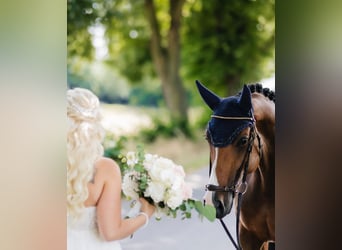 Westphalian, Mare, 9 years, 16 hh, Brown