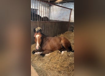 Westphalian, Mare, 9 years, 16 hh, Brown