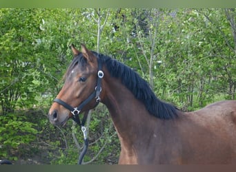 Westphalian, Mare, 9 years, 16 hh, Chestnut-Red