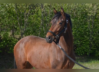 Westphalian, Mare, 9 years, 16 hh, Chestnut-Red