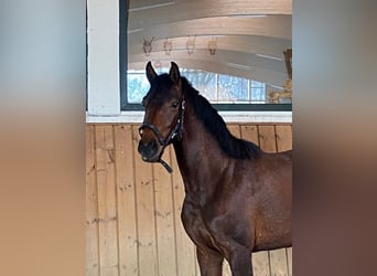 Westphalian, Mare, 9 years, 16 hh, Chestnut-Red