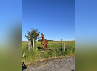 Westphalian, Mare, 9 years, 16 hh, Chestnut-Red