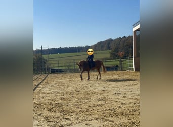 Westphalian, Mare, 9 years, 16 hh, Chestnut-Red